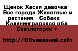 Щенок Хаски девочка - Все города Животные и растения » Собаки   . Калининградская обл.,Светлогорск г.